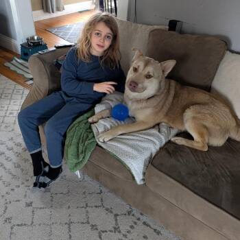 Husky and Yellow Labrador Retriever Dogs Available for Adoption - Officer | PetCurious