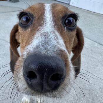 Beagle Dogs Available for Adoption - Margaret | PetCurious