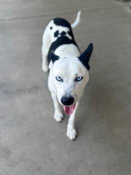 Rat Terrier and Border Collie Dogs Available for Adoption in Dalton, Georgia - Zina | PetCurious