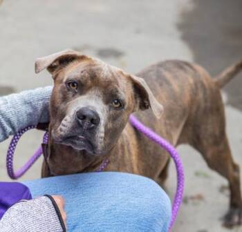 Trilloska -  Mixed Breed Dog for Adoption in Chamblee, Georgia - Trilloska | PetCurious