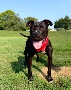 Prince -  Pit Bull Terrier Dog for Adoption in Maryville, Tennessee - Prince | PetCurious