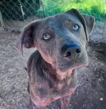 Arlo -  Labrador Retriever and Mixed Breed Dog for Adoption in New York, New York - Arlo | PetCurious