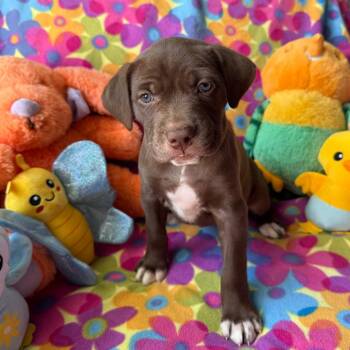 Labrador Retriever and Mixed Breed Dogs Available for Adoption in Normal, Illinois - Emerson | PetCurious