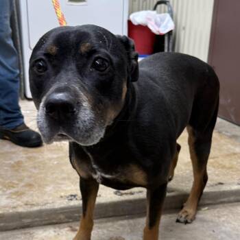 Ellie -  Shepherd Dog for Adoption in Jacksonville, Arkansas - Ellie | PetCurious