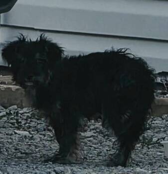 Nutella -  Miniature Poodle Dog for Adoption in Panama City, Florida - Nutella | PetCurious