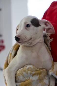 Mixed Breed Dogs Available for Adoption in West Chester, Pennsylvania - Diva | PetCurious
