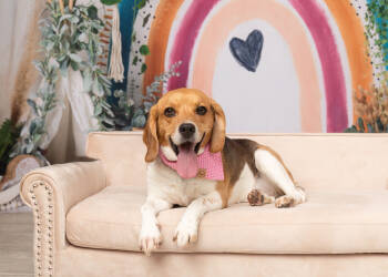 Rescue Beagle Dogs for Adoption in Frisco, Texas - Ruby (Bonded With Rosie) | PetCurious