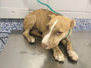 BUZZ -  Labrador Retriever and Mixed Breed Dog for Adoption in Riverside, California - BUZZ | PetCurious