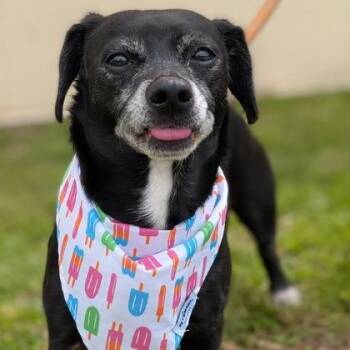 Chihuahua Dogs Available for Adoption - Blake | PetCurious