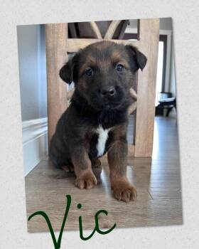 Mixed Breed Dogs Available for Adoption - Vic | PetCurious