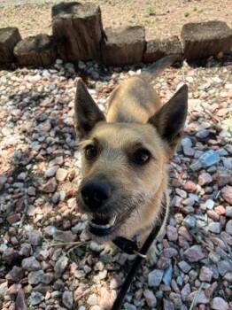 Apollo -  Terrier Dog Available for Adoption in Canon City, Colorado - Apollo | PetCurious