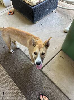 Puppy Meg - COURTESY POST -  German Shepherd Dog Dog for Adoption in Fulton, California - Puppy Meg - COURTESY POST | PetCurious