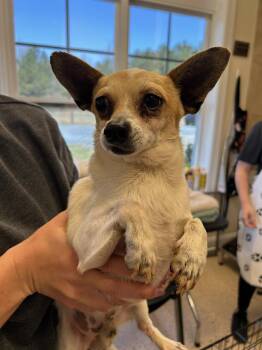 Nico -  Chihuahua Dog Available for Adoption in Winnabow, North Carolina - Nico | PetCurious