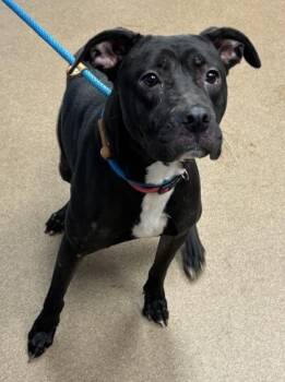 Lemonade -  Mixed Breed Dog for Adoption in Chamblee, Georgia - Lemonade | PetCurious