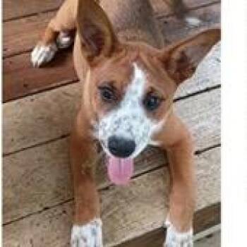 Boo -  Basenji and Cattle Dog Dog for Adoption in Tampa, Florida - Boo | PetCurious