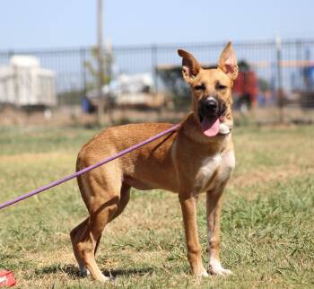 Zinnia -  Shepherd and Mixed Breed Dog for Adoption in Temple, Texas - Zinnia | PetCurious