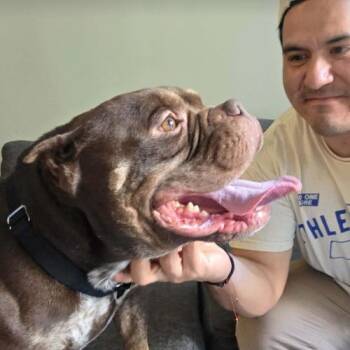 American Bulldog Dogs Available for Adoption in Austin, Texas - Churro | PetCurious