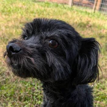 Yorkshire Terrier Dogs Available for Adoption - Oprah | PetCurious