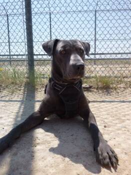 Enzo CAGED TO SAVED GRADUATES AUGUST 19TH -  Labrador Retriever Dog for Adoption in Rawlins, Wyoming - Enzo CAGED TO SAVED GRADUATES AUGUST 19TH | PetCurious