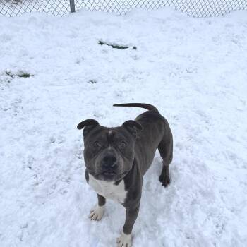 Ram -  Staffordshire Bull Terrier Dog for Adoption in Bristol, Indiana - Ram | PetCurious