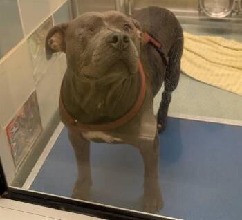 Pit Bull Terrier Dogs Available for Adoption in Plano, Texas - Laila A216940 | PetCurious