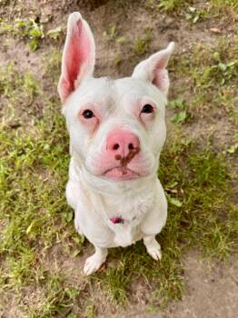 Apollo -  Mixed Breed Dog for Adoption in Midland, Michigan - Apollo | PetCurious
