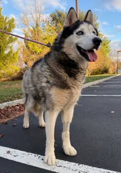 Rescue Siberian Husky Dogs for Adoption in Montgomery, New Jersey - Trooper | PetCurious