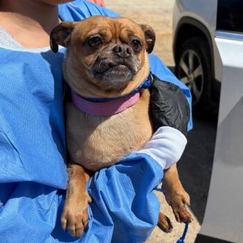 Pug Dogs Available for Adoption in Loxahatchee Groves, Florida - Angel 3490 | PetCurious