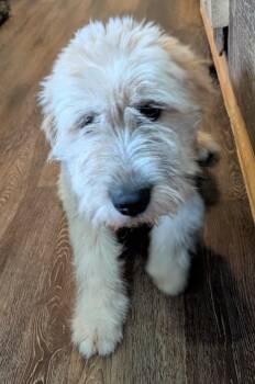 Shiloh CS -  Terrier Dog for Adoption in Columbia, Maryland - Shiloh CS | PetCurious