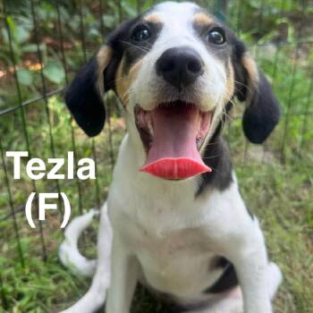 Tezla -  Hound and Labrador Retriever Dog for Adoption in Wadena, Minnesota - Tezla | PetCurious