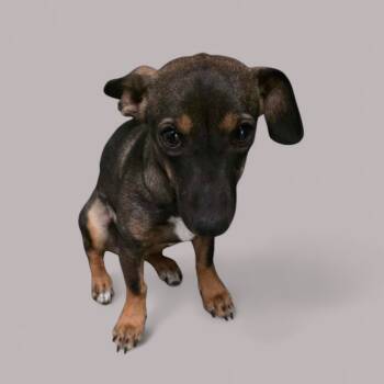 Rescue Mixed Breed Dogs for Adoption in Fort Stockton, Texas - 8273 | PetCurious