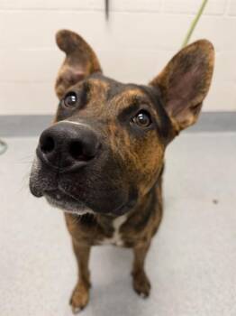 BINGO -  Pit Bull Terrier and German Shepherd Dog Dog for Adoption in Indianapolis, Indiana - BINGO | PetCurious