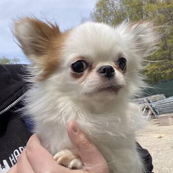 Mixed Breed and Chihuahua Dogs Available for Adoption in West Olive, Michigan - Gollum | PetCurious
