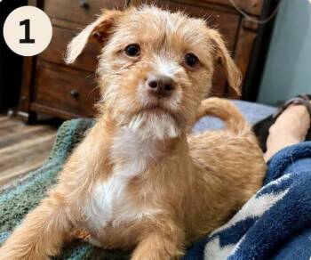 Daffy -  Mixed Breed Dog Available for Adoption in Eutawville, South Carolina - Daffy | PetCurious