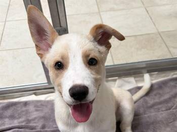 German Shepherd Dog and Pit Bull Terrier Dogs Available for Adoption - O