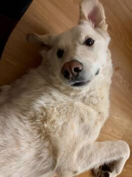Great Pyrenees and Mixed Breed Dogs Available for Adoption - Joey | PetCurious