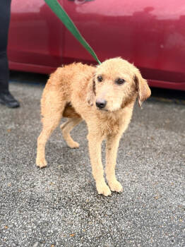 Rescue Goldendoodle Dogs for Adoption in Corinth, Mississippi - Flossy 25D-384 | PetCurious