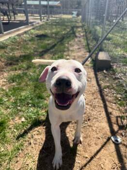 Rescue Mixed Breed Dogs for Adoption in Lawrenceburg, Tennessee - Biscuit | PetCurious