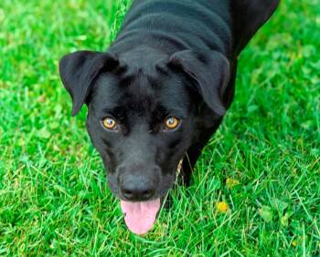 Rescue Labrador Retriever and Mixed Breed Dogs for Adoption in Macon, Georgia - Daisy | PetCurious