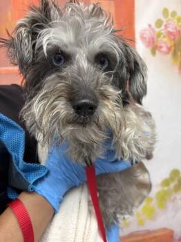 KYLIE -  Schnauzer Dog for Adoption in San Bernardino, California - KYLIE | PetCurious
