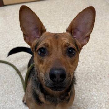 Winnie -  Chihuahua and Terrier Dog for Adoption in Reno, Nevada - Winnie | PetCurious