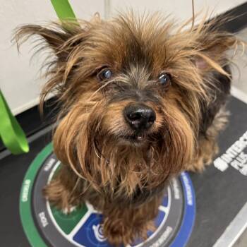 Yorkshire Terrier Dogs Available for Adoption - Herbie | PetCurious