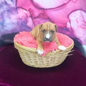 Mixed Breed Dogs Available for Adoption in East St. Louis, Illinois - Nicky | PetCurious