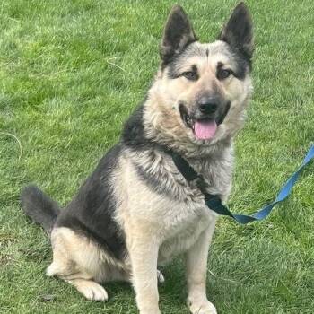 German Shepherd Dog Dogs Available for Adoption in Indianapolis, Indiana - Zumba | PetCurious
