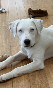 Angel low fee -  Labrador Retriever Dog for Adoption in Brierfield, Alabama - Angel Low Fee | PetCurious
