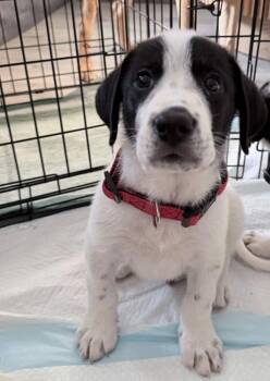 Ringo -  Great Pyrenees Dog for Adoption - Ringo | PetCurious