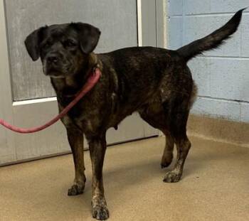 Celestia -  Mixed Breed Dog for Adoption in Chamblee, Georgia - Celestia | PetCurious