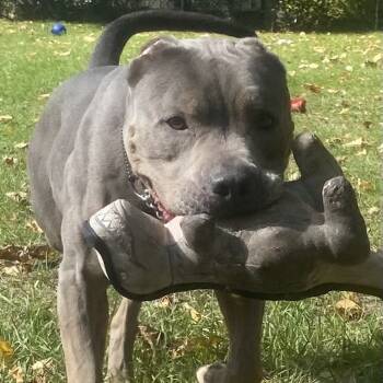 Rescue Pit Bull Terrier Dogs for Adoption in Standish, Michigan - Flora | PetCurious