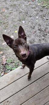 Rescue Australian Kelpie Dogs for Adoption in Huntingdon, Pennsylvania - Cora | PetCurious