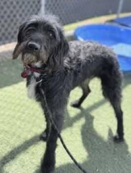 John Doe -  Poodle Dog for Adoption in Fruit Heights, Utah - John Doe | PetCurious